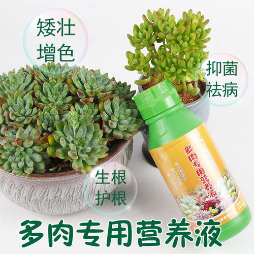 多肉植物专用营养液使用指南 防徒长与生根增色的最佳选择